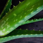 aloes na co pomaga